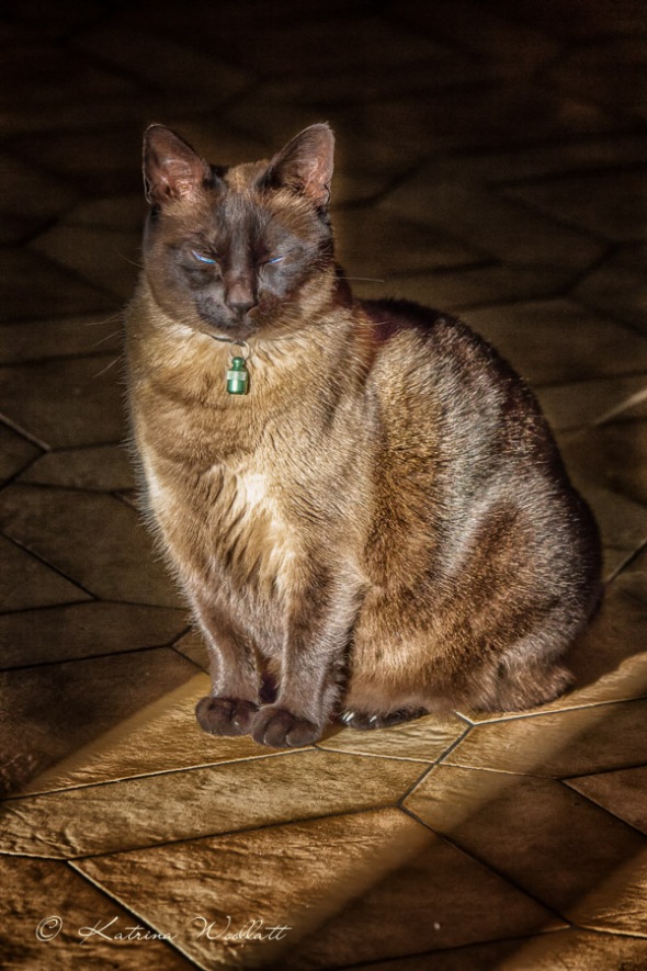 Nawa, Siamese cat sitting, eyes mostly closed