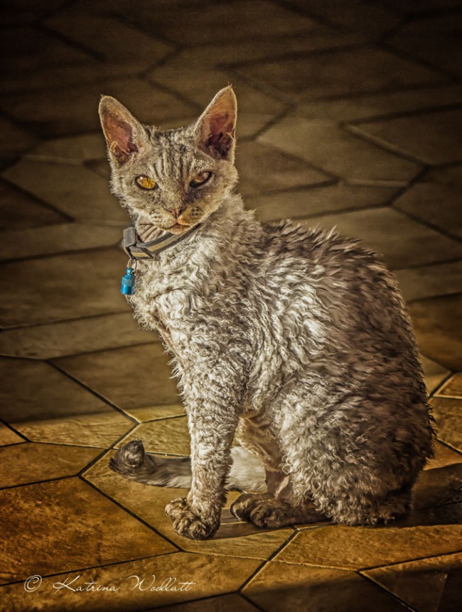 Kali, Grey Deven Rex cat, sitting