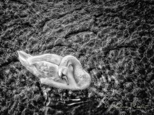 Swan floating while preening