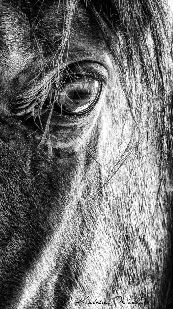 Monochrome Madness submission, b&w image of horse's eye