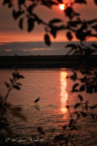fishing heron silhouetted against reflection of setting sun