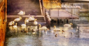swans, ducks, gulls and pigeons gatering at the bottom of steps leading into lake