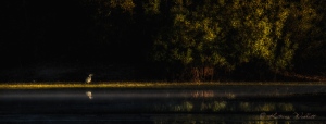heron walking along shoreline in early morning light