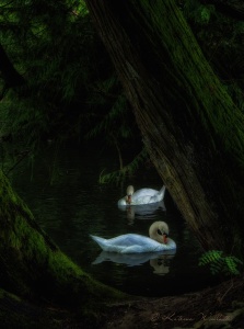 Two swans swimming in the dark