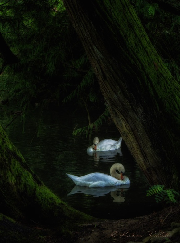 Two swans swimming in the dark