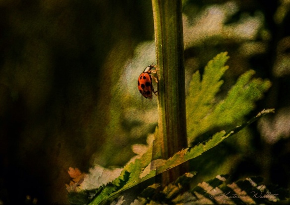 Ladybug climbing stem, artistic