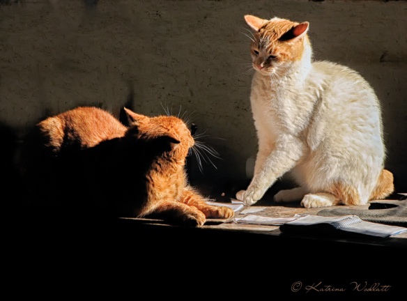 two cats having a discussion