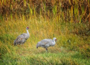 Two sandhill cranes in tall grass