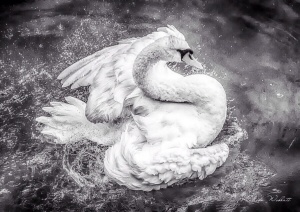 Mute swan bathing, wings flapping