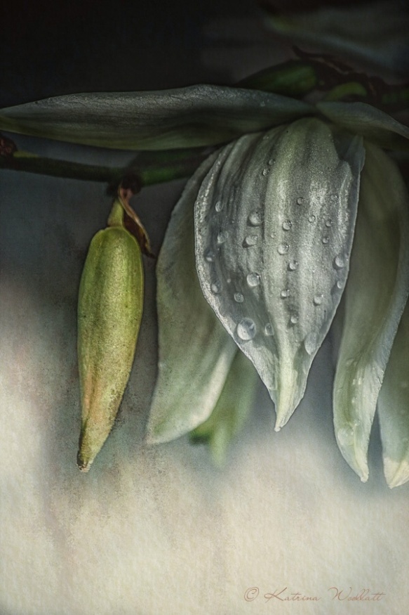 Yucca flower with raindrops