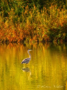 heron in water, fall colors behind