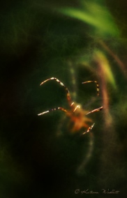 spider blur with projecting legs