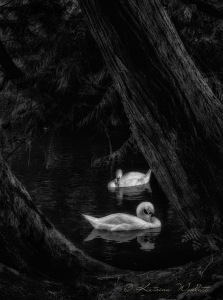 monochrome image of two mute swans swimming under trees