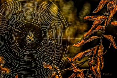 october buckbrush spider and web