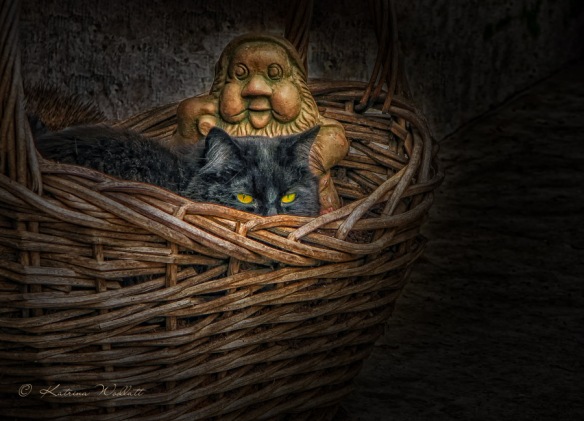 black cat hiding in a basket