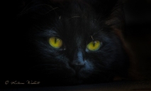 black cat's eyes