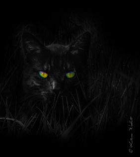 black cat in the darkness