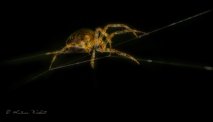 spider sitting on web