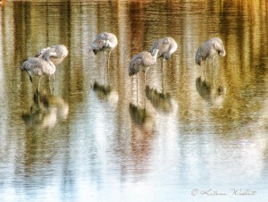 sandhill cranes in water, sleeping and preening
