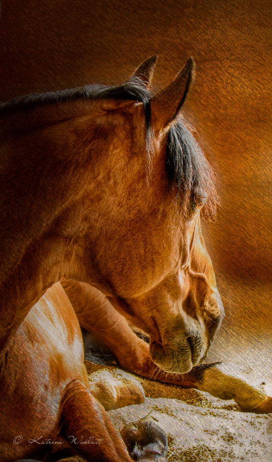 recumbent horse 3/4 view