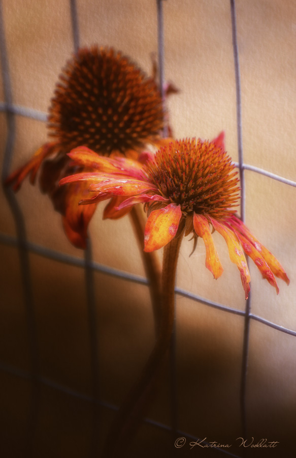 red echinacea, artistic effect
