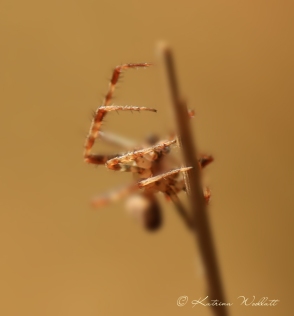 spider legs reaching out