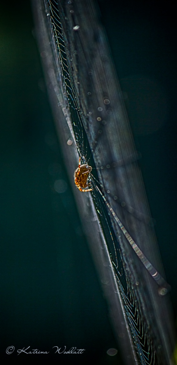 dew drop spider