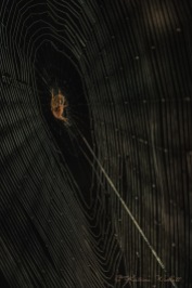 dark into light spider on web