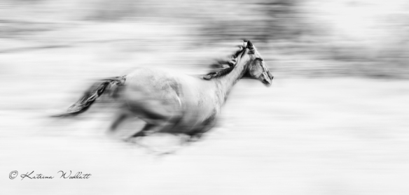 galloping black horse, creative blur, black & white