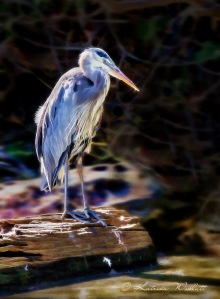 Great blue heron standing on log - processed artistically