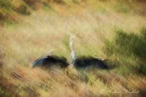 creative blur of Great Blue Heron landing