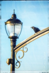 crow on white rock pier light