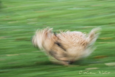 little terrier running, creative blur
