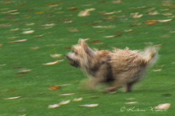 little terrier running, another creative blur