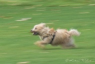 little terrier running, yet another creative blur