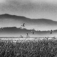 Snow Geese in flight & Monochrome Madness Week 37 -- 6 images