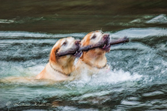 two dogs swimming with a stick