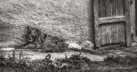 shaggy dog sleeping against barn wall