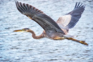 Great blue heron flying by