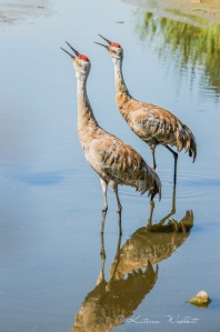 Two cranes vocalizing