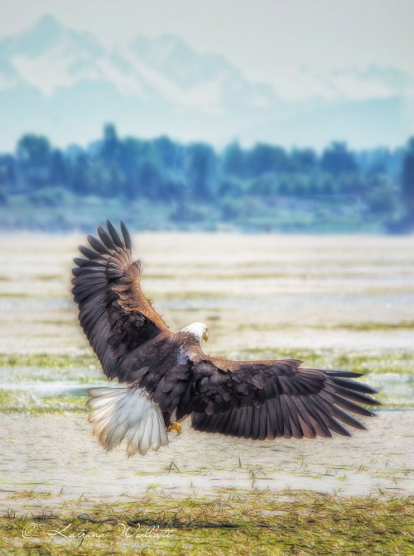 bald eagle landing on beach