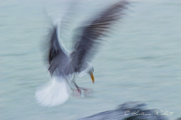 gull landing