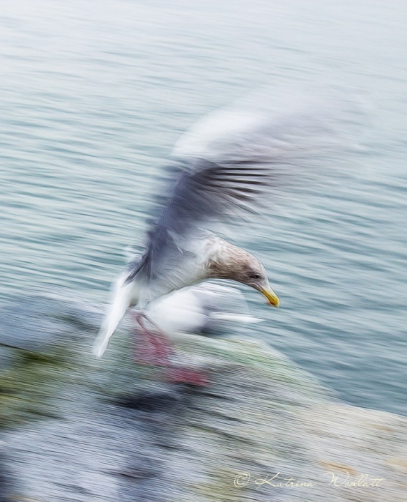 gull landing