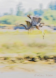 Great blue heron in flight, creative blur