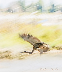 Great blue heron in flight, creative blur