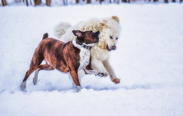 Great Pyrenees and boxer dogs playing in the snow