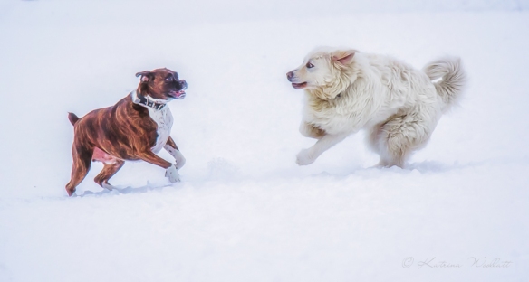 Great Pyrenees and boxer dogs playing in the snow
