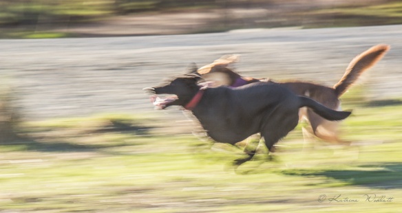 dog chasing ball, motion blur