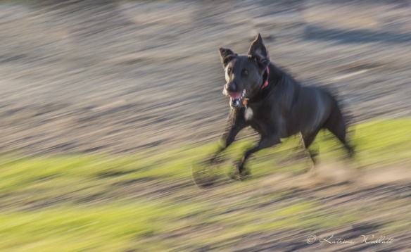 dog chasing ball, motion blur