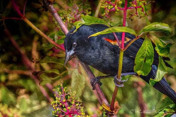 red winged blackbird in shrub closeup